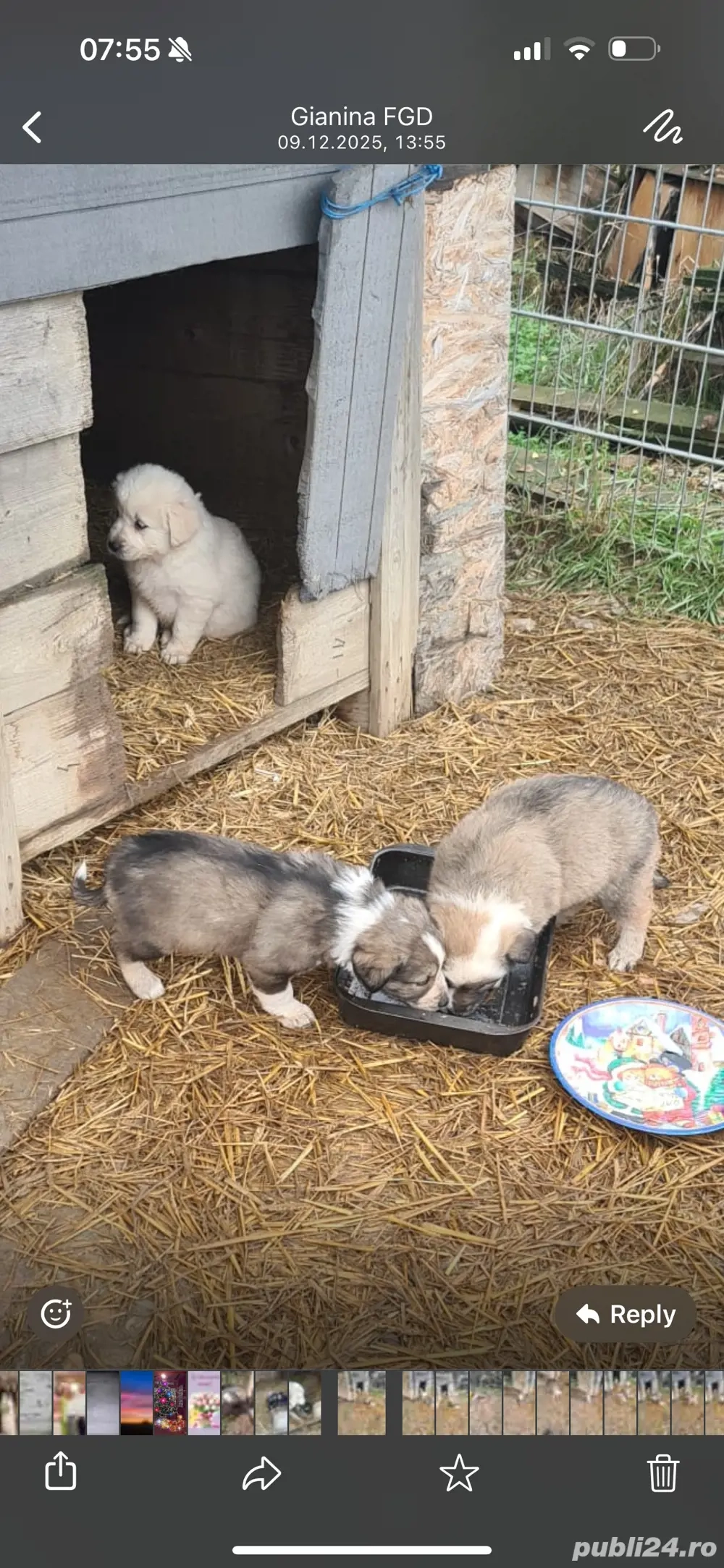 catelusi ciobanesc bucovinean