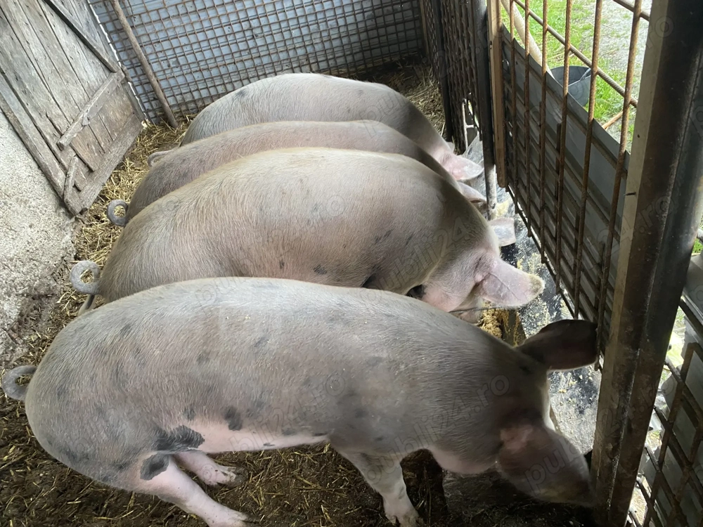 Vând porci 100-120 kg și unul peste 200 kg