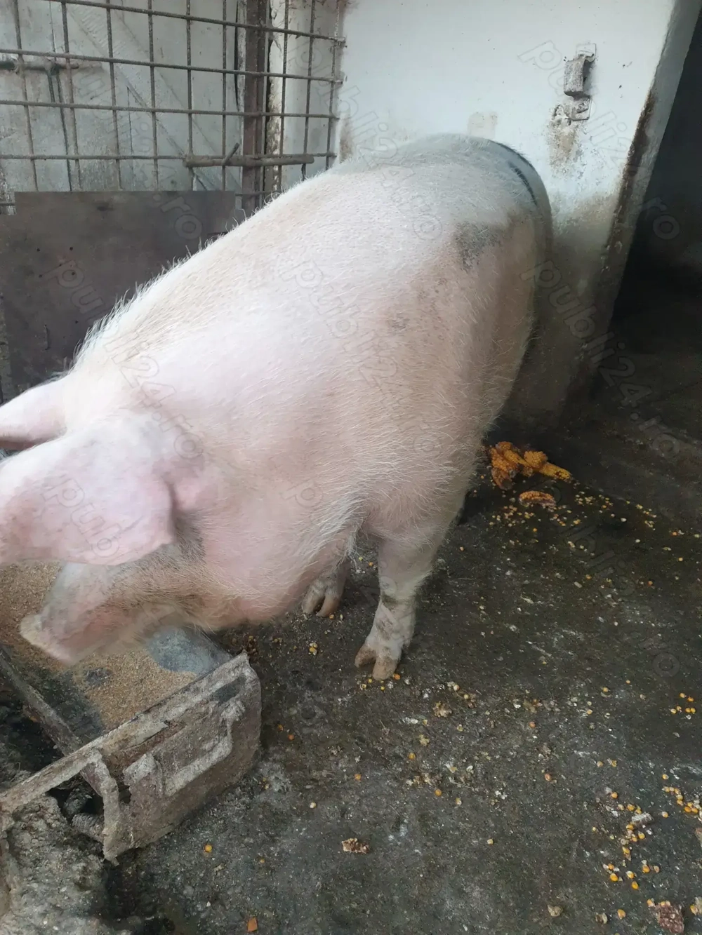 Porci Pietrain de vanzare