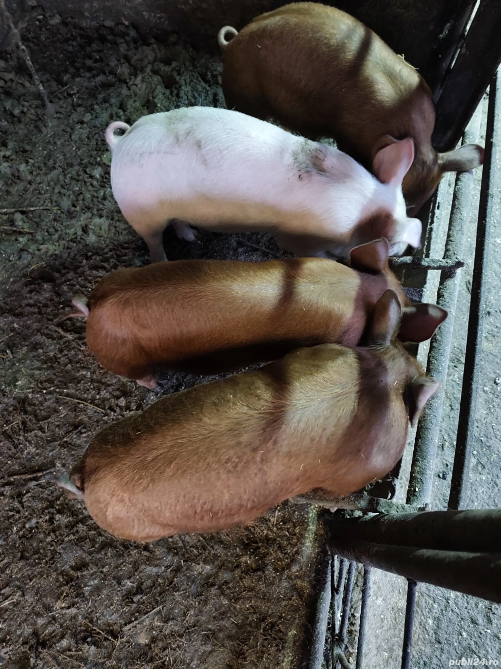 Purcei Duroc 2 perechi 