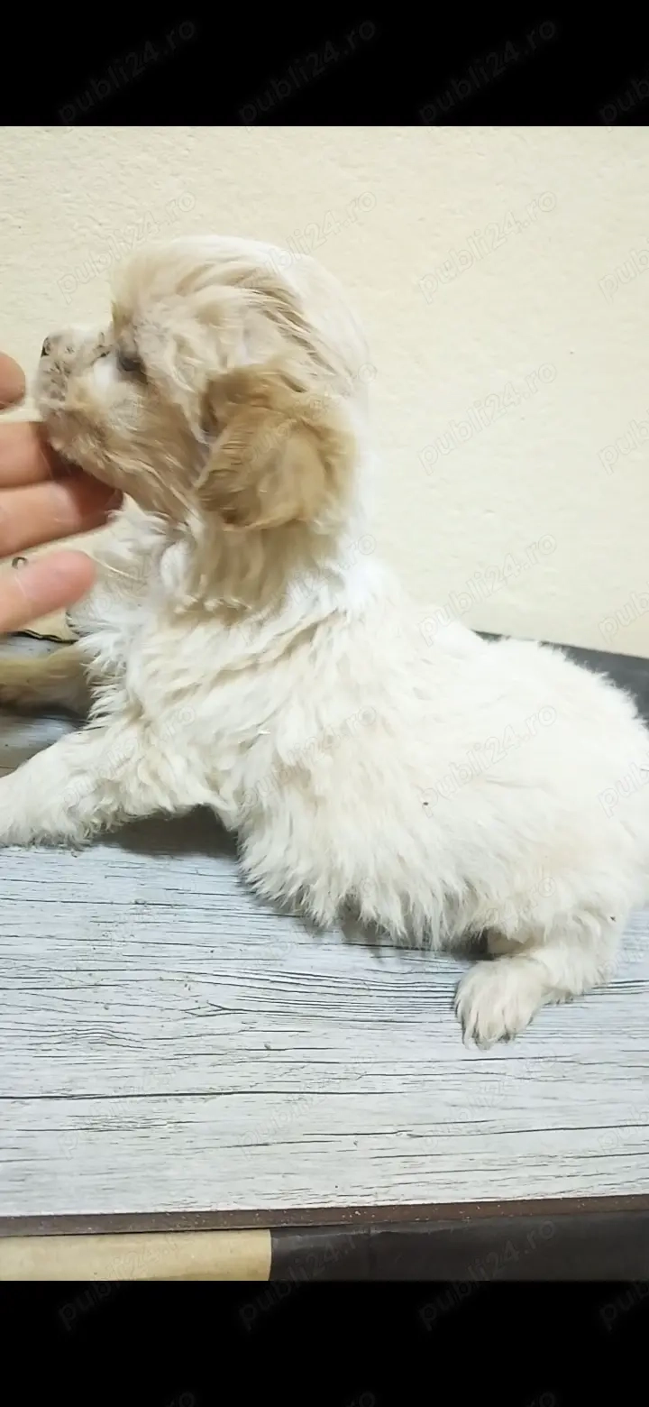 Bichon maltez OFERTA    PREȚ   