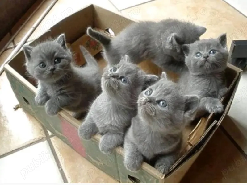 Piscute British &scottish