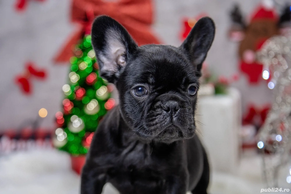 Bulldog Francez - Negru Lac (nu este tigrat!!) - posibilitate transport - buldog francez 