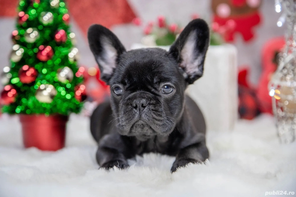 Bulldog Francez - Negru curat - posibilitate transport - buldog francez 