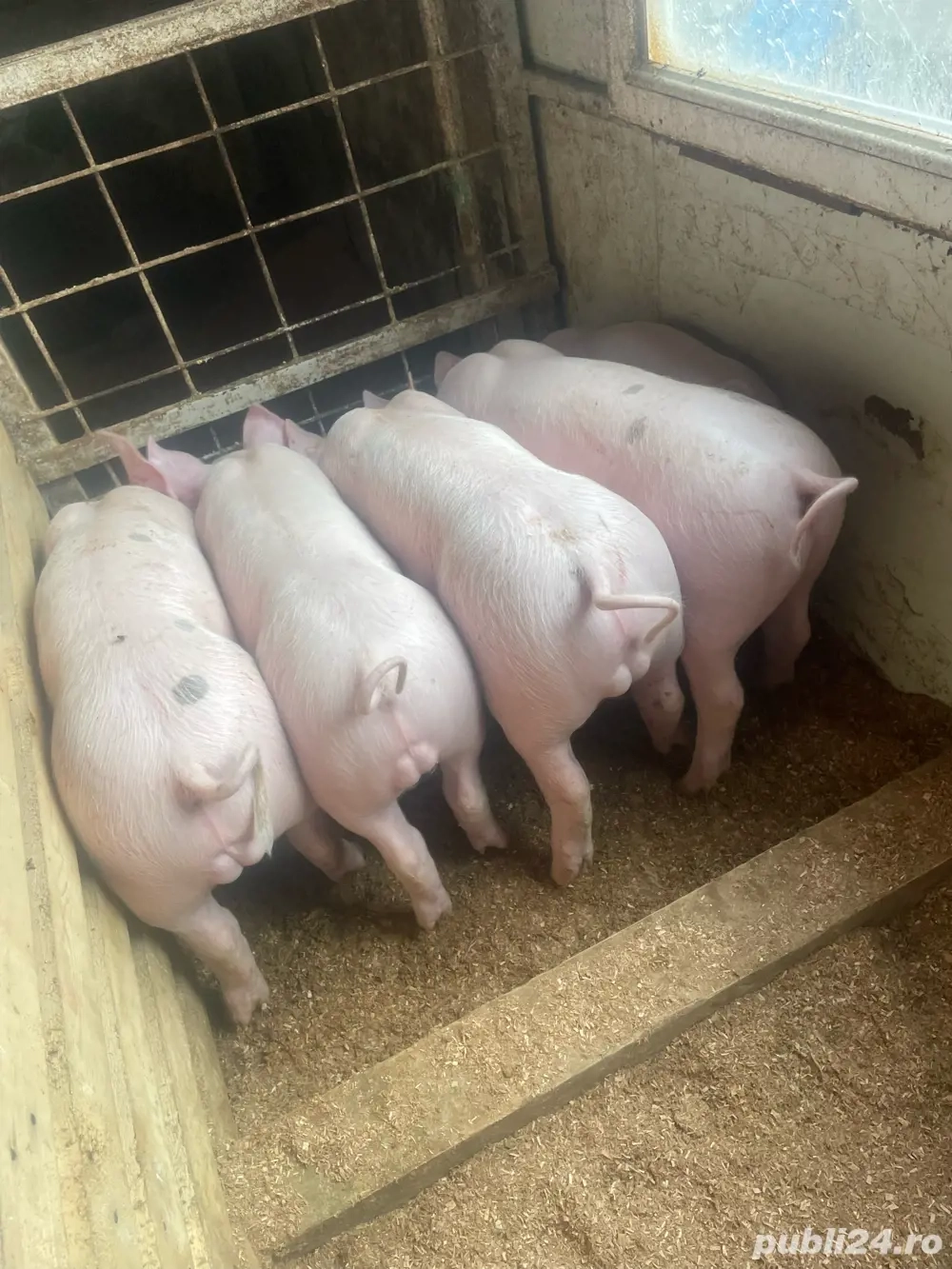 vand purcei cu greutatea 30 pana la 40 kg 