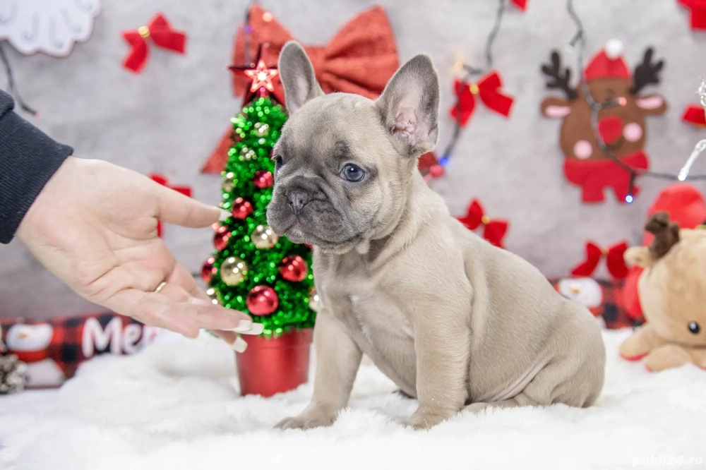 Bulldog Francez - crem cu ochii albastrii - posibilitate transport - buldog francez 