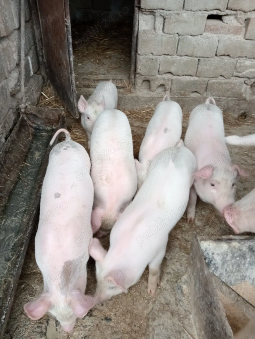 Vînd purcei de 7 săptămâni