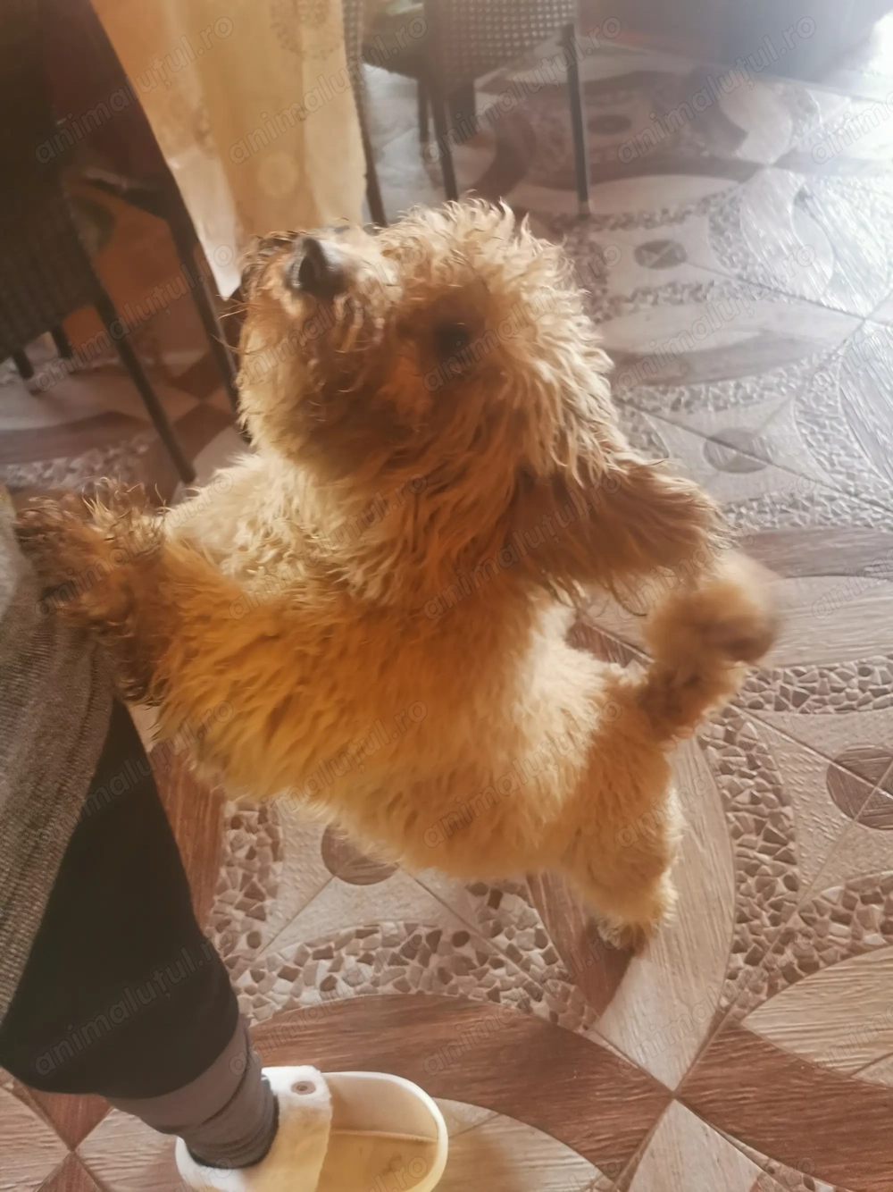 Cățel pudel vârstă 7 luni