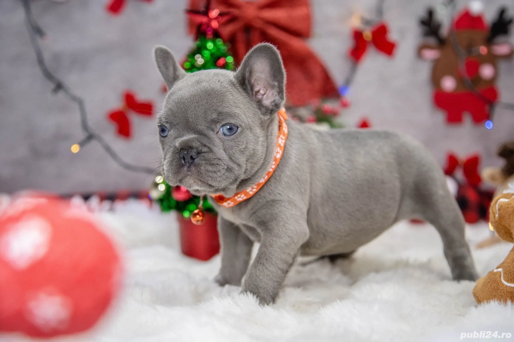 Bulldog Francez - Lilac cu ochii albastrii - posibilitate transport - buldog francez 
