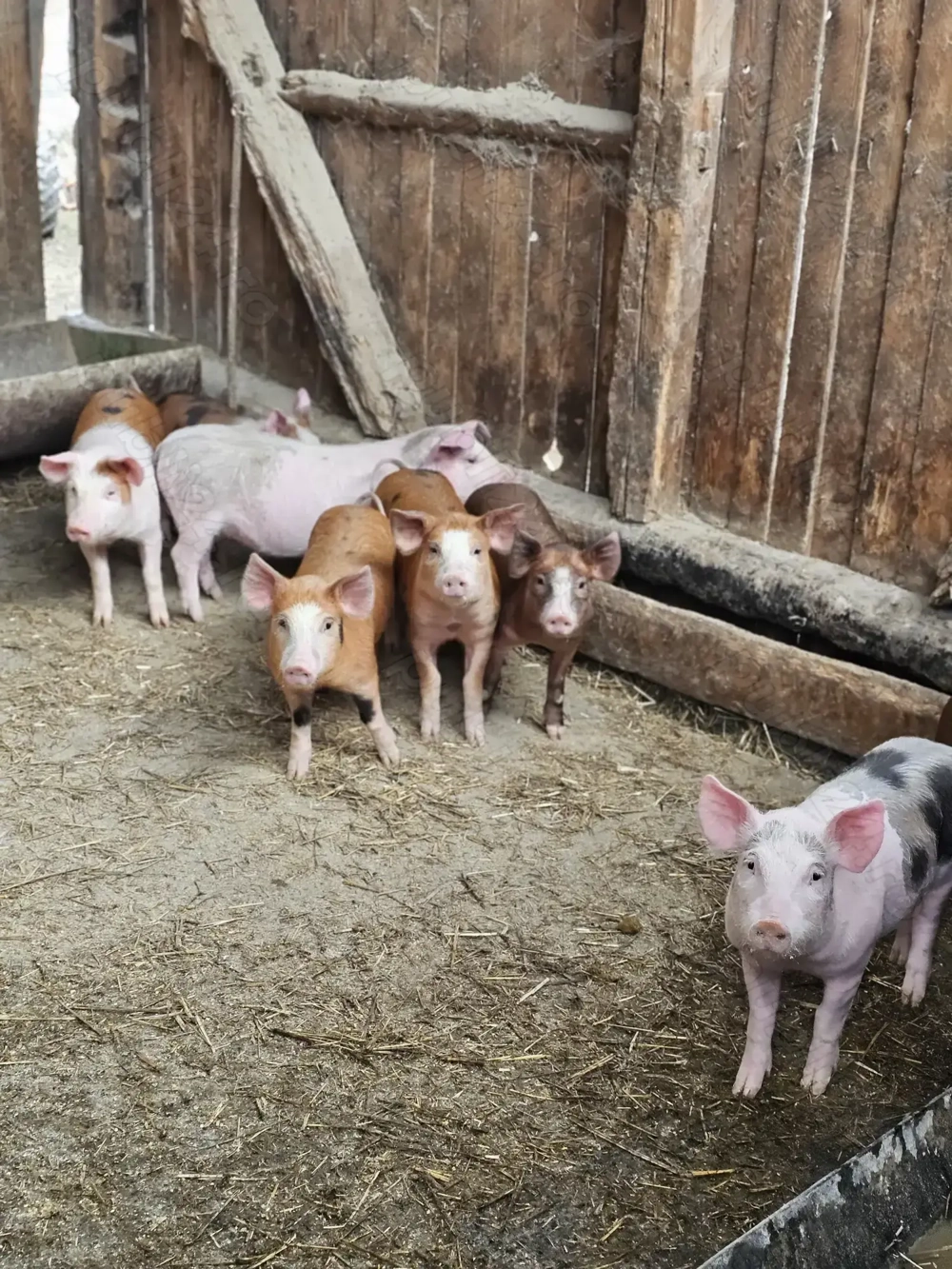 Șoldani  de vanzare 