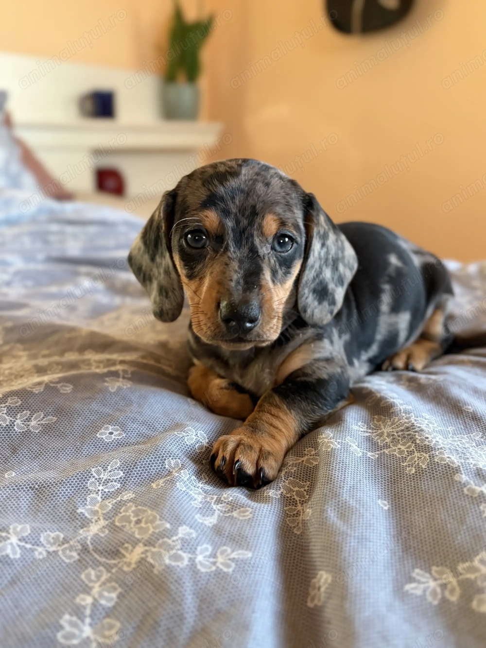 Teckel arlechin mascul 