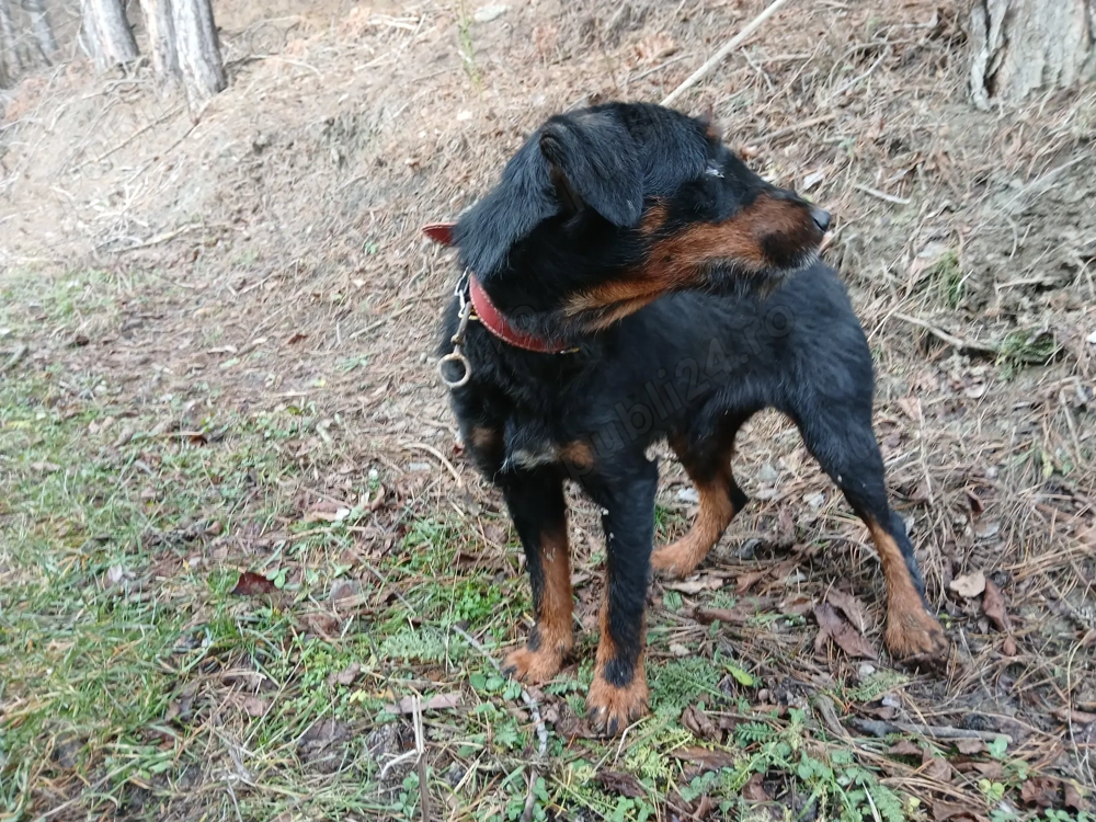 Câini de vânâtoare terrieri
