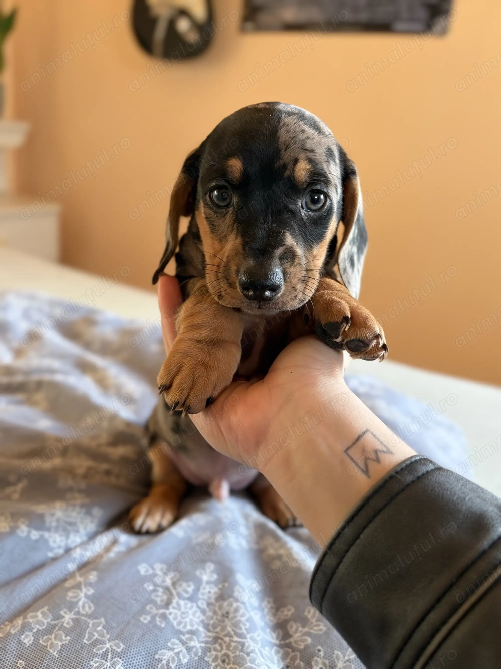 Teckel arlechin mascul