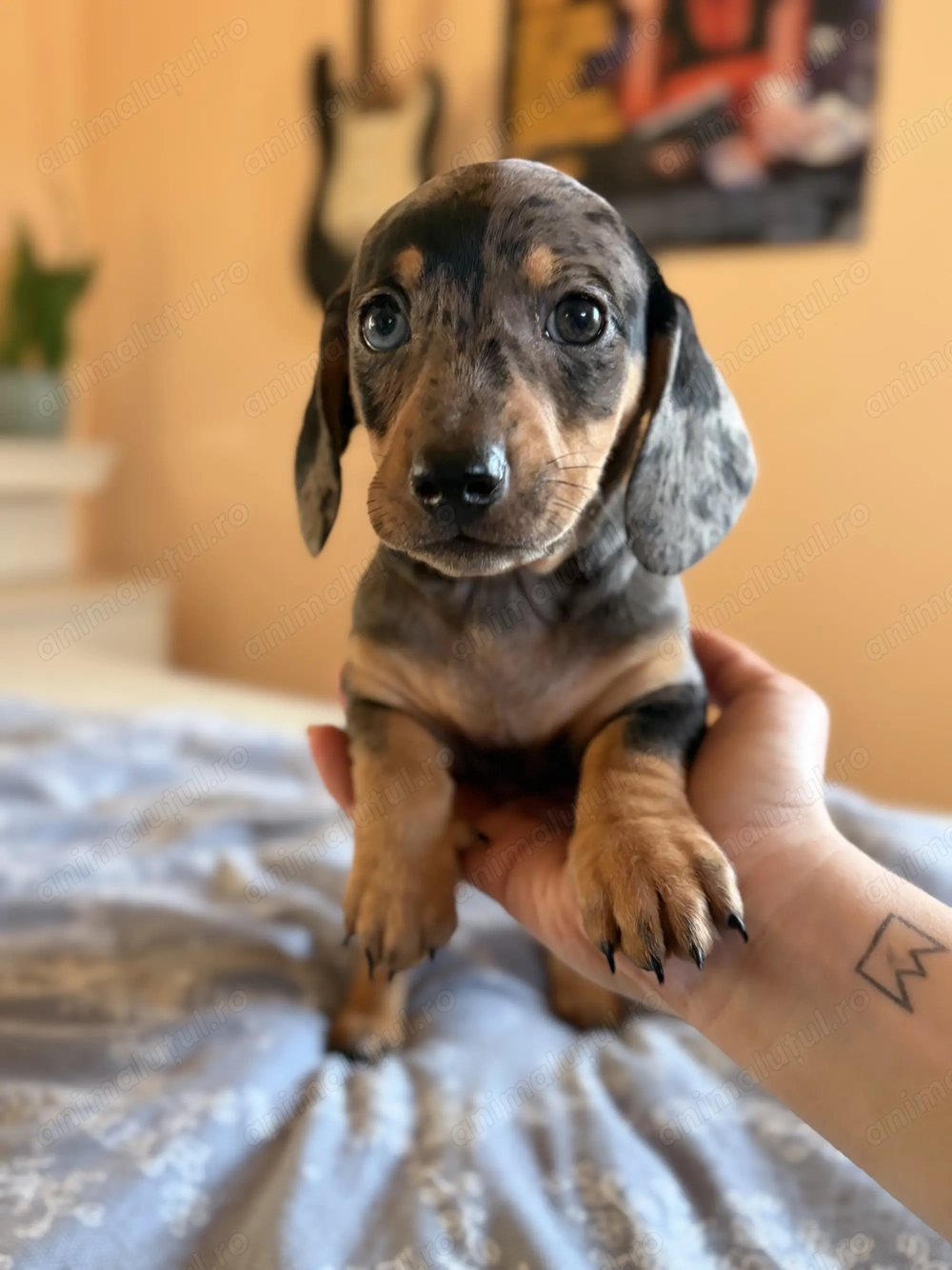 Teckel arlechin femela