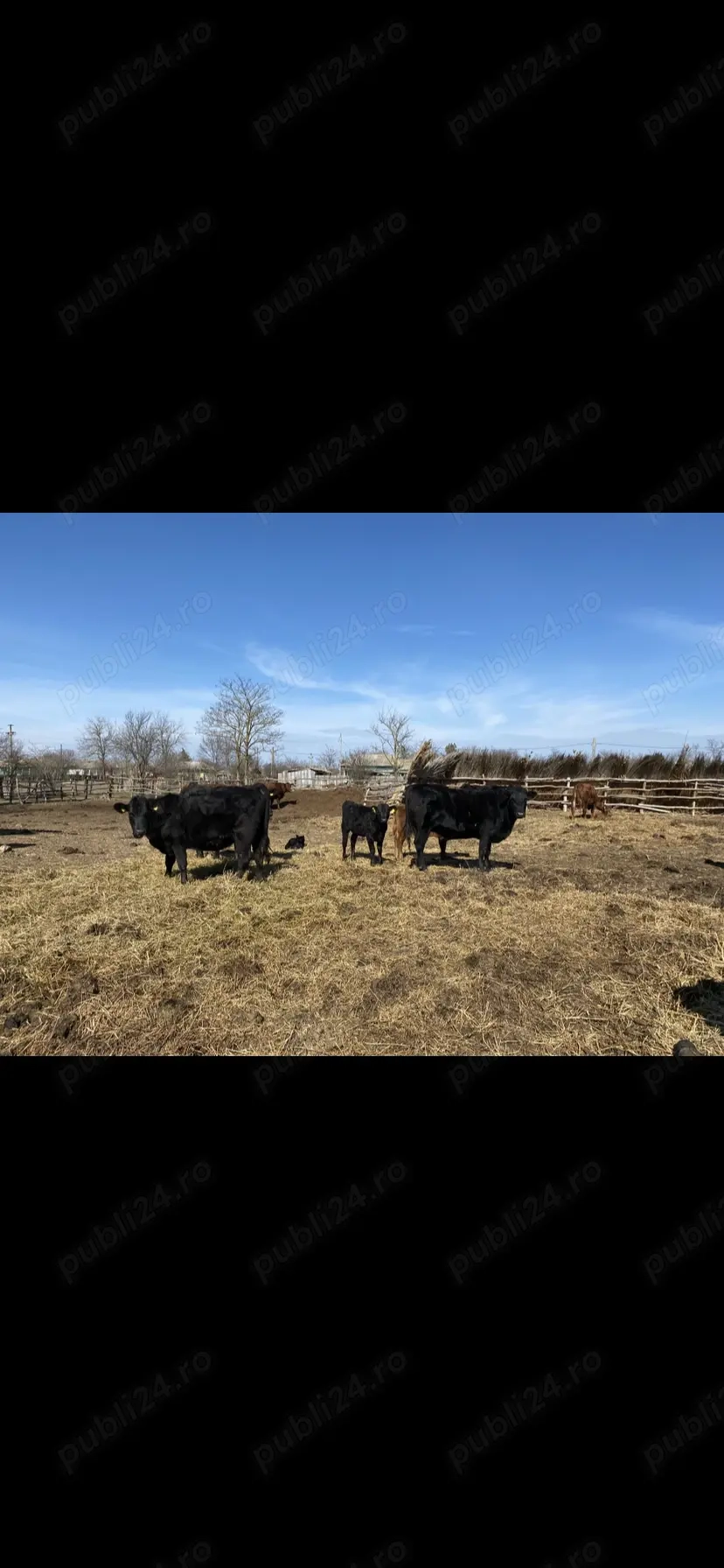 Vand taurasi rasa angus