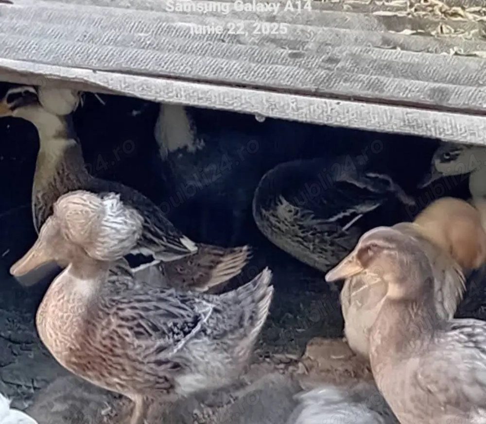 Vând rațe moțate 50 bucata , rațele sunt de anu ăsta 