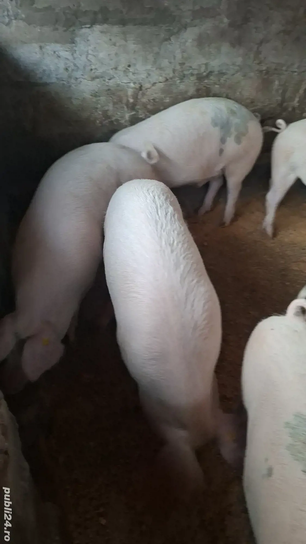 Porci duroc  si porci metis de vanzare 15 lei kg