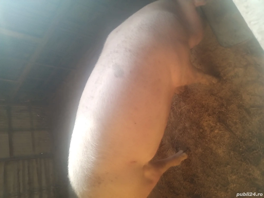 vand purcea aproximativ 100 kg, 15 lei kg