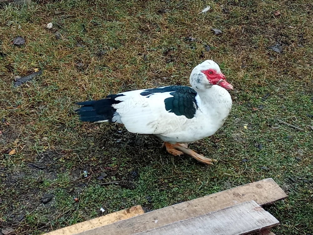 Vând 3 rațe și un rățoi!