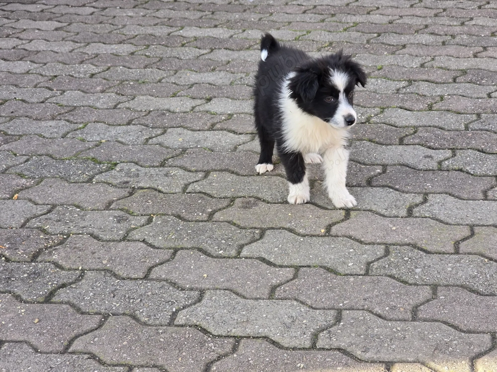 Donez căței metiș 