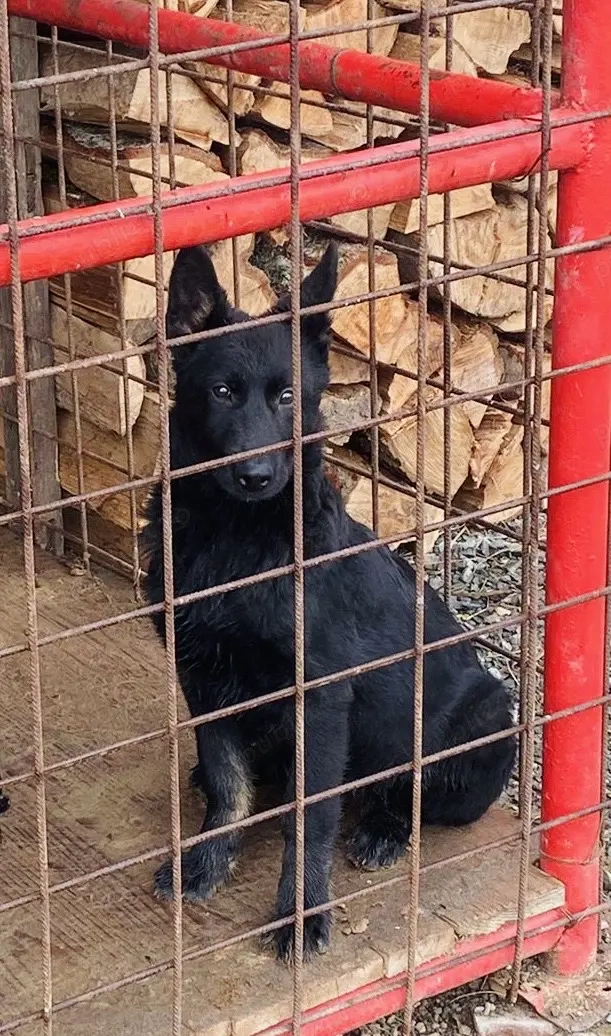 Cățelușa ciobănesc german linie de lucru 