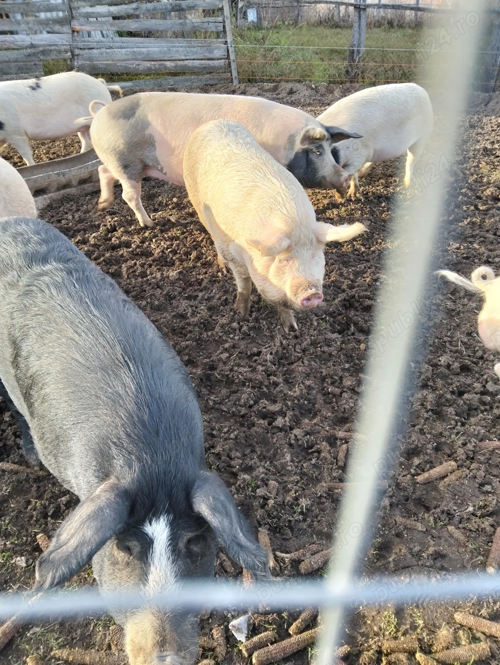 Porci de vânzare 