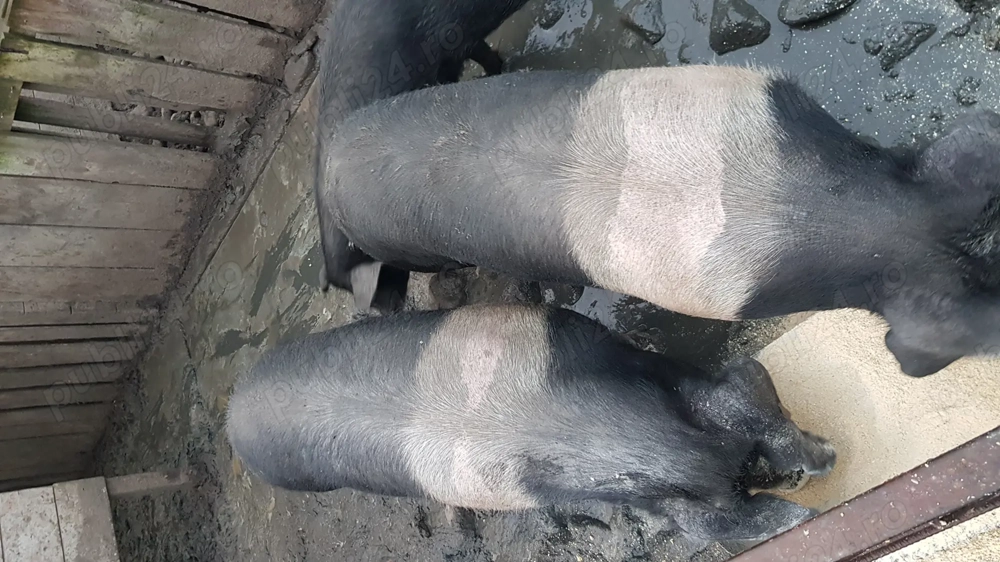 Porci Bazna de vânzare 