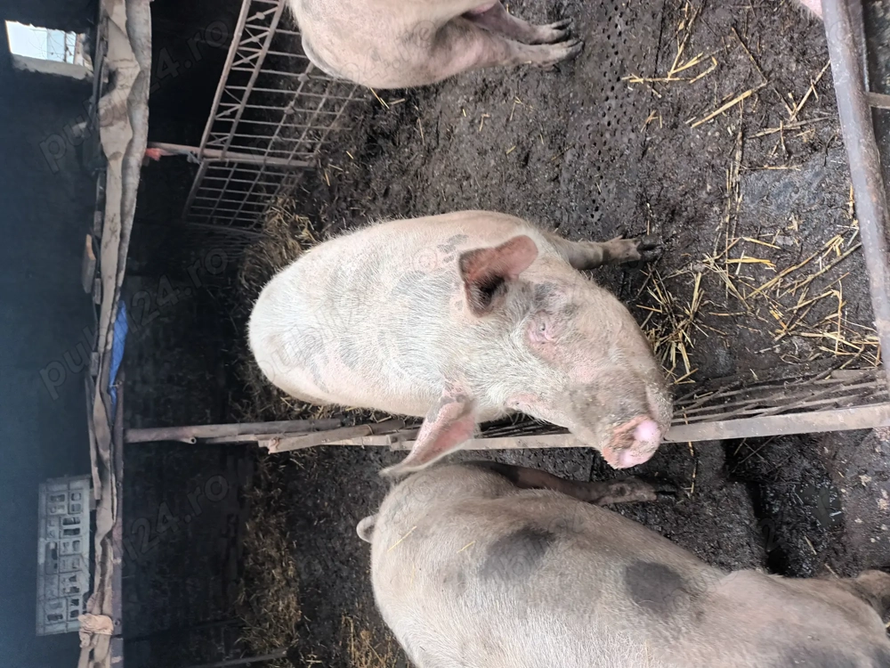 Vînd porci crescuți în sistem gospodăresc.