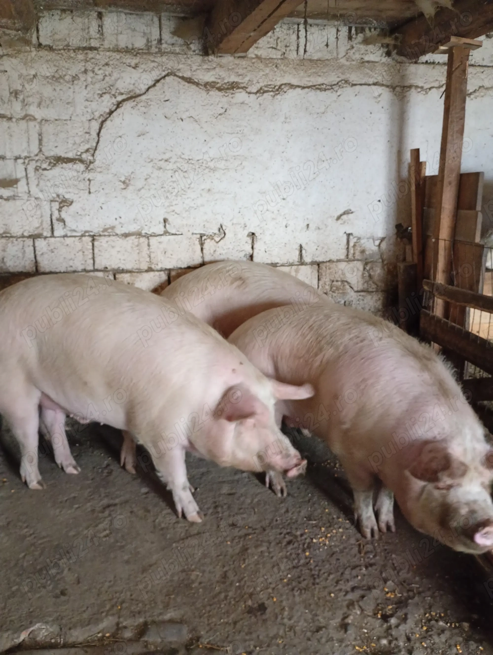 Porci crescuți în gospodărie de vânzare !