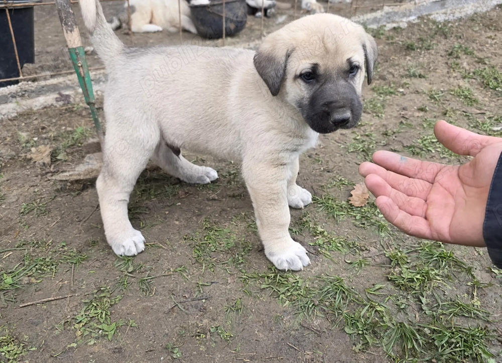 Pui kangal de vanzare