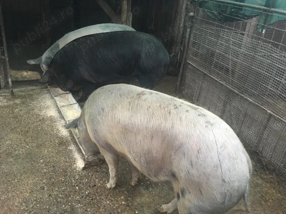 Vand porci cu greutatea de 150-180 kg