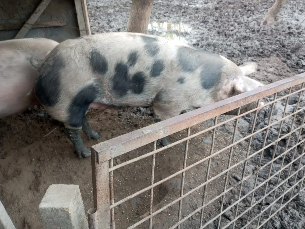 Vând scroafă 200 kg + 