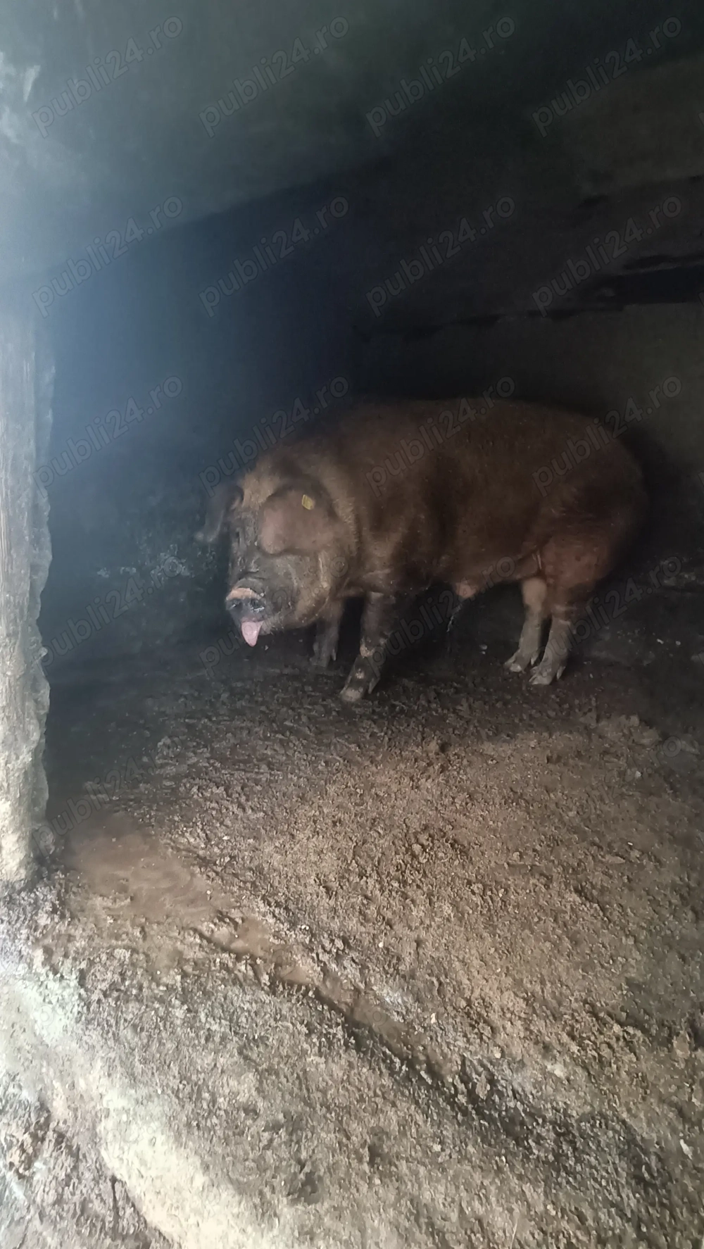 Porc de casa de vanzare