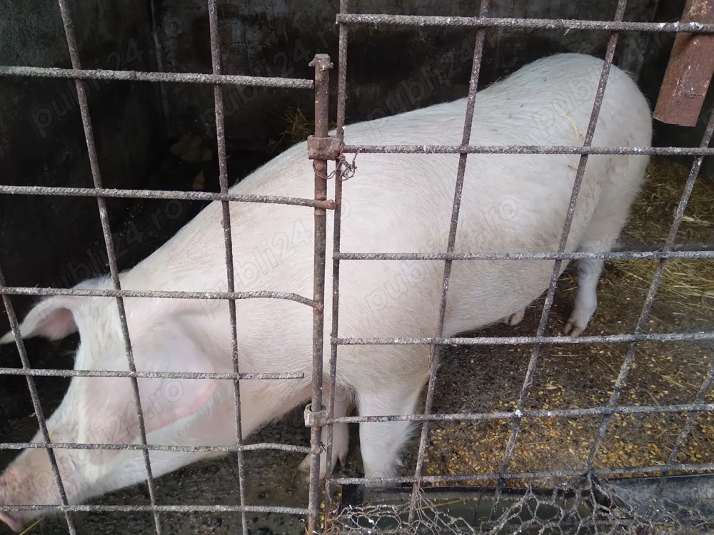 Vand porc aprox.170 kg 