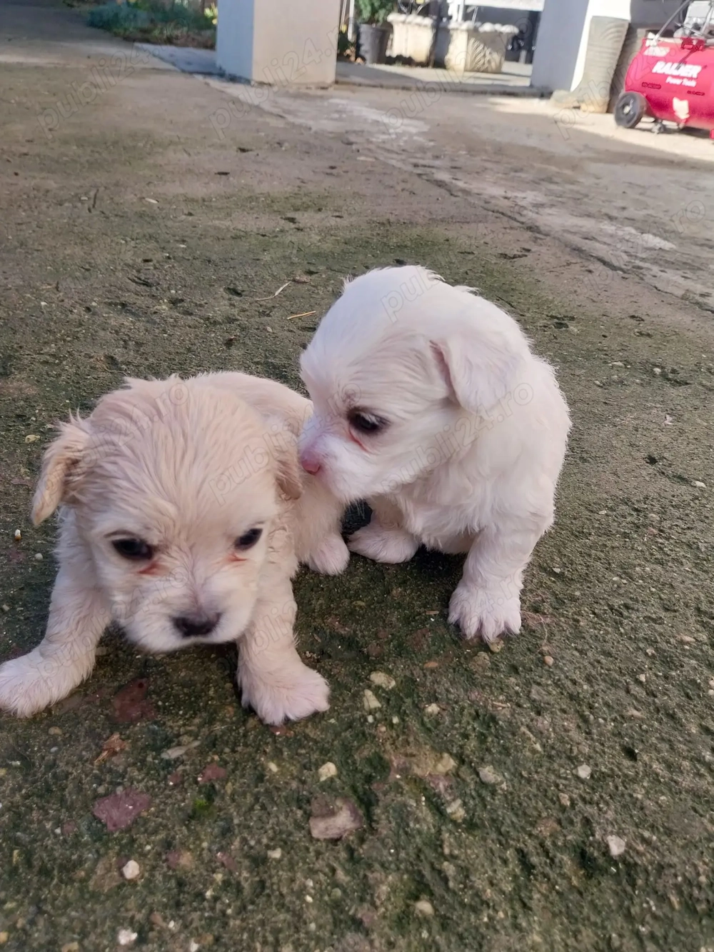 Bichon maltez de vânzare