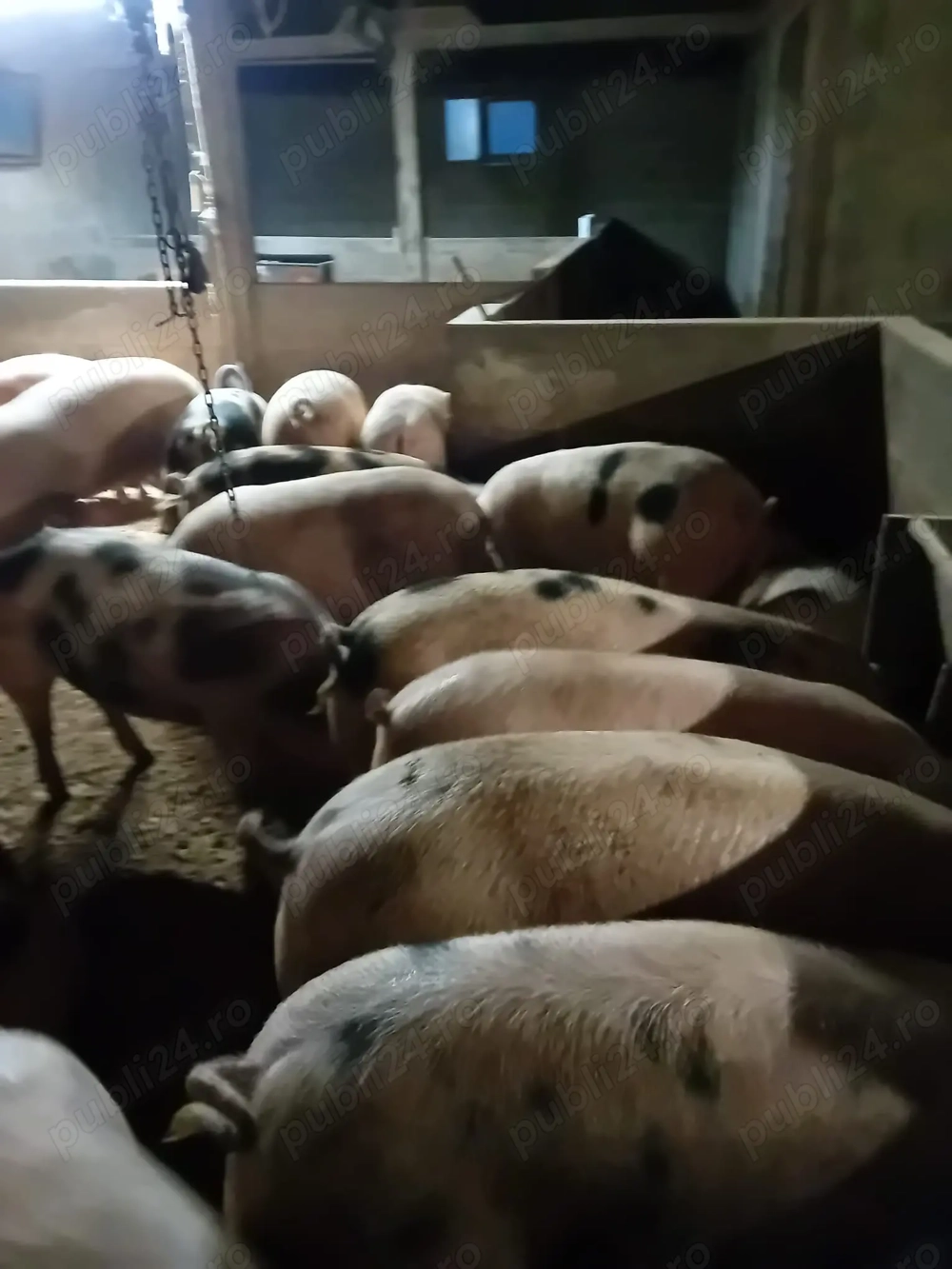 Vând porci de carne.