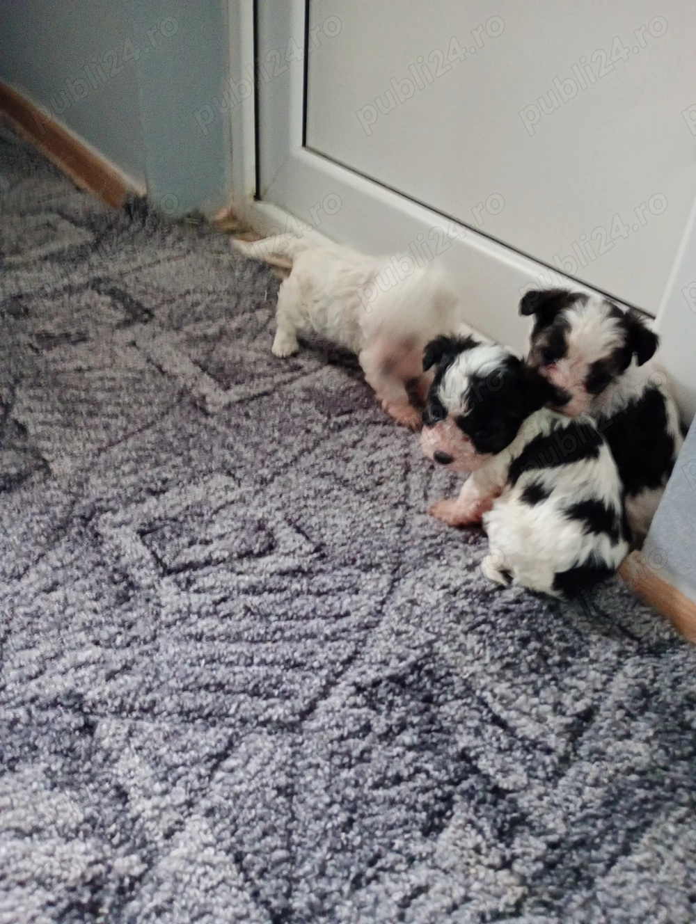 Bichoni maltezi talie mică 