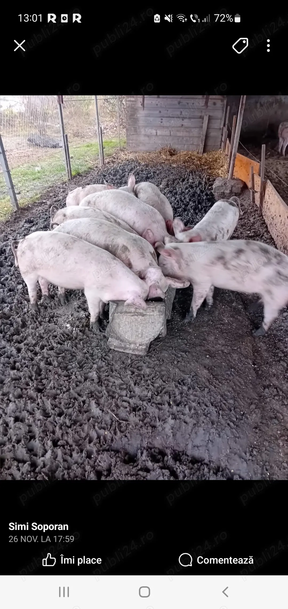  soldani 55-60 kg bio