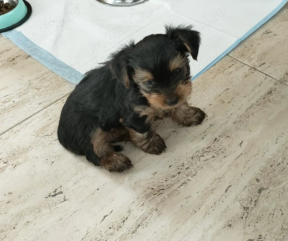 Yorkshire Terrier toy fetita 