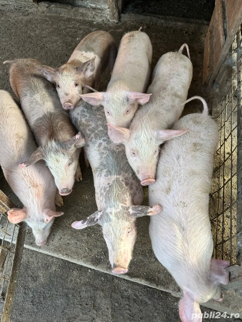 Purcei înțărcați 25 kg