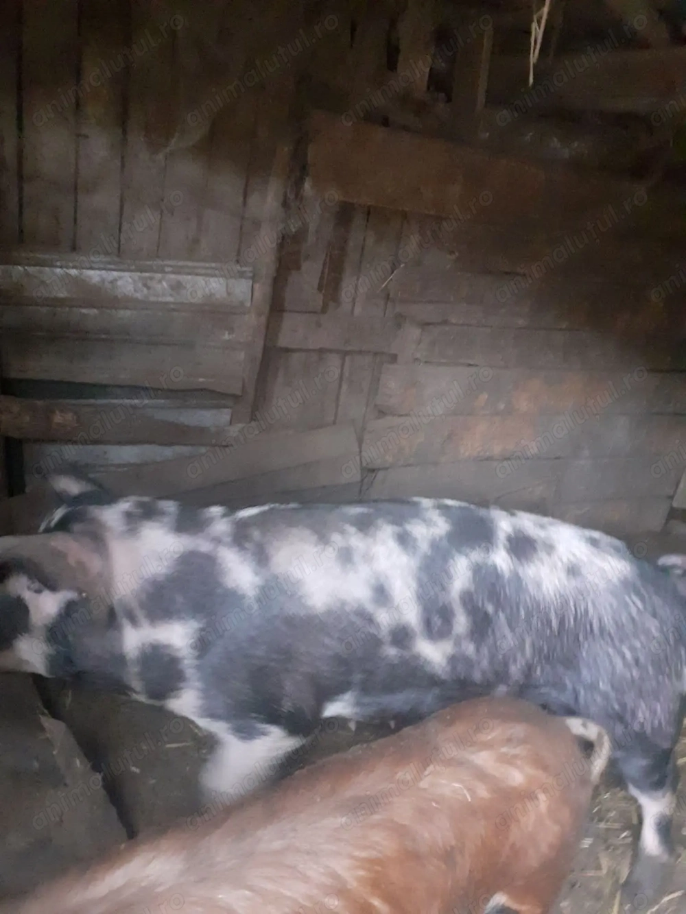 Porci de vanzare 70 kg