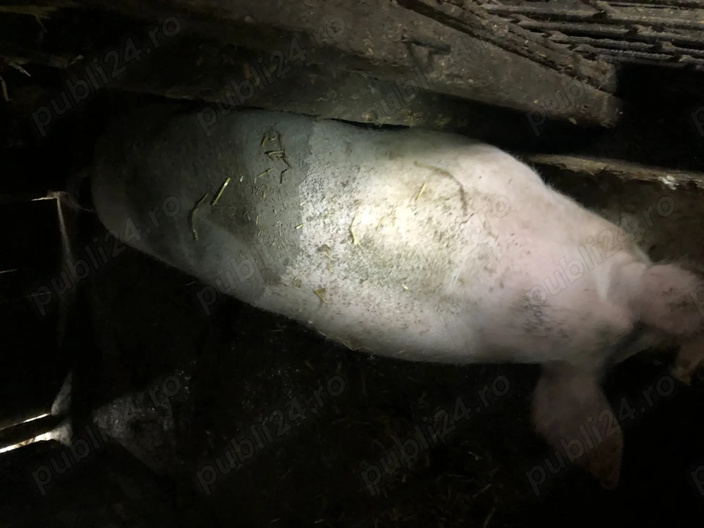 Vand porci 9 luni 100-150