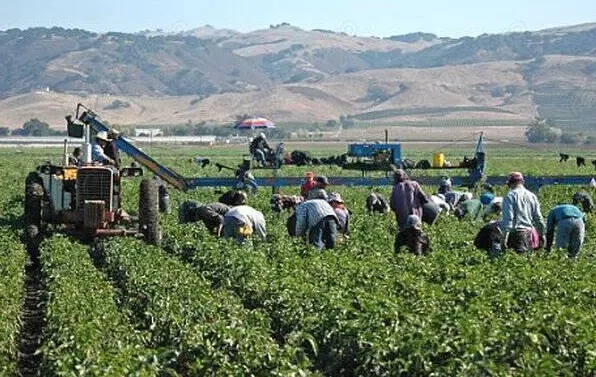 Angajam Muncitor Necalificat in Agricultura