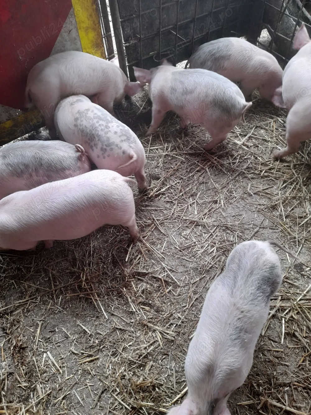 Vând purcei de 7 săptămâni 