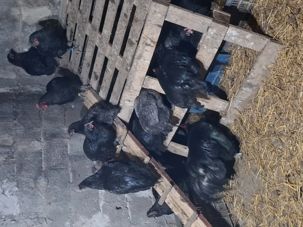 Australorp 