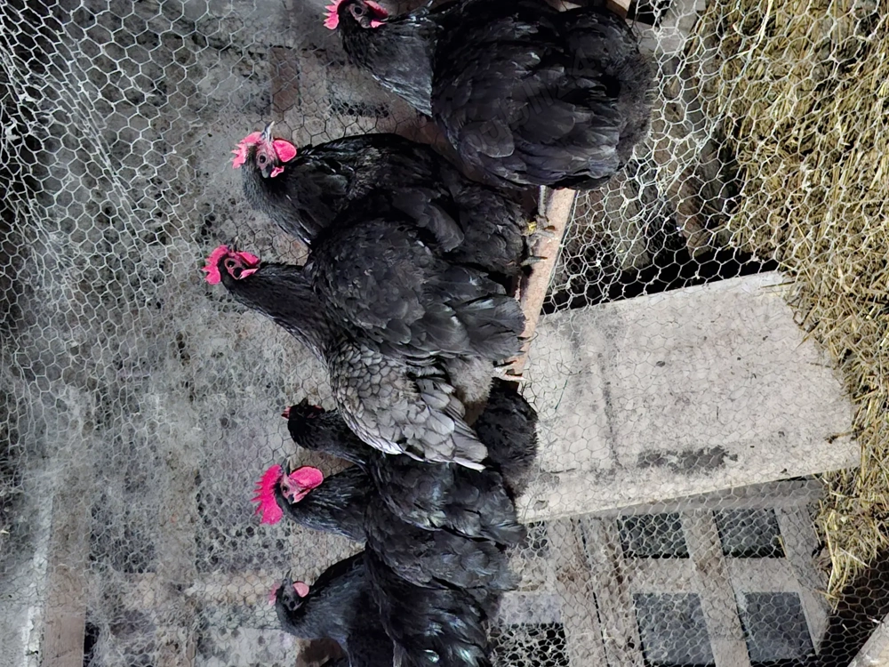Australorp
