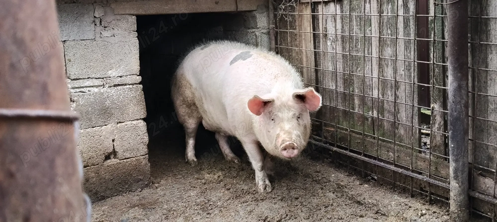 Porc de vânzare 