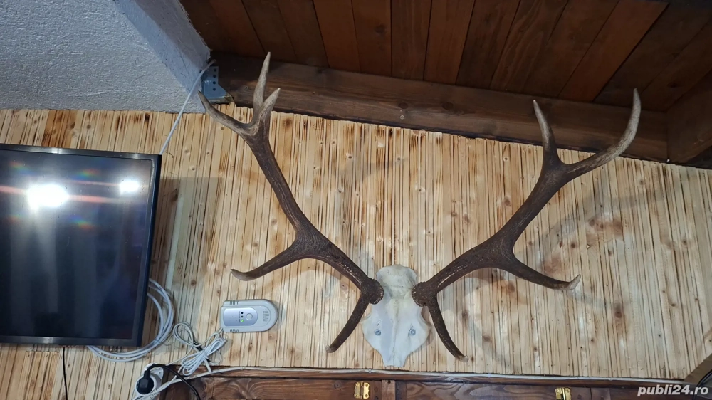 de vanzare corne cerb 