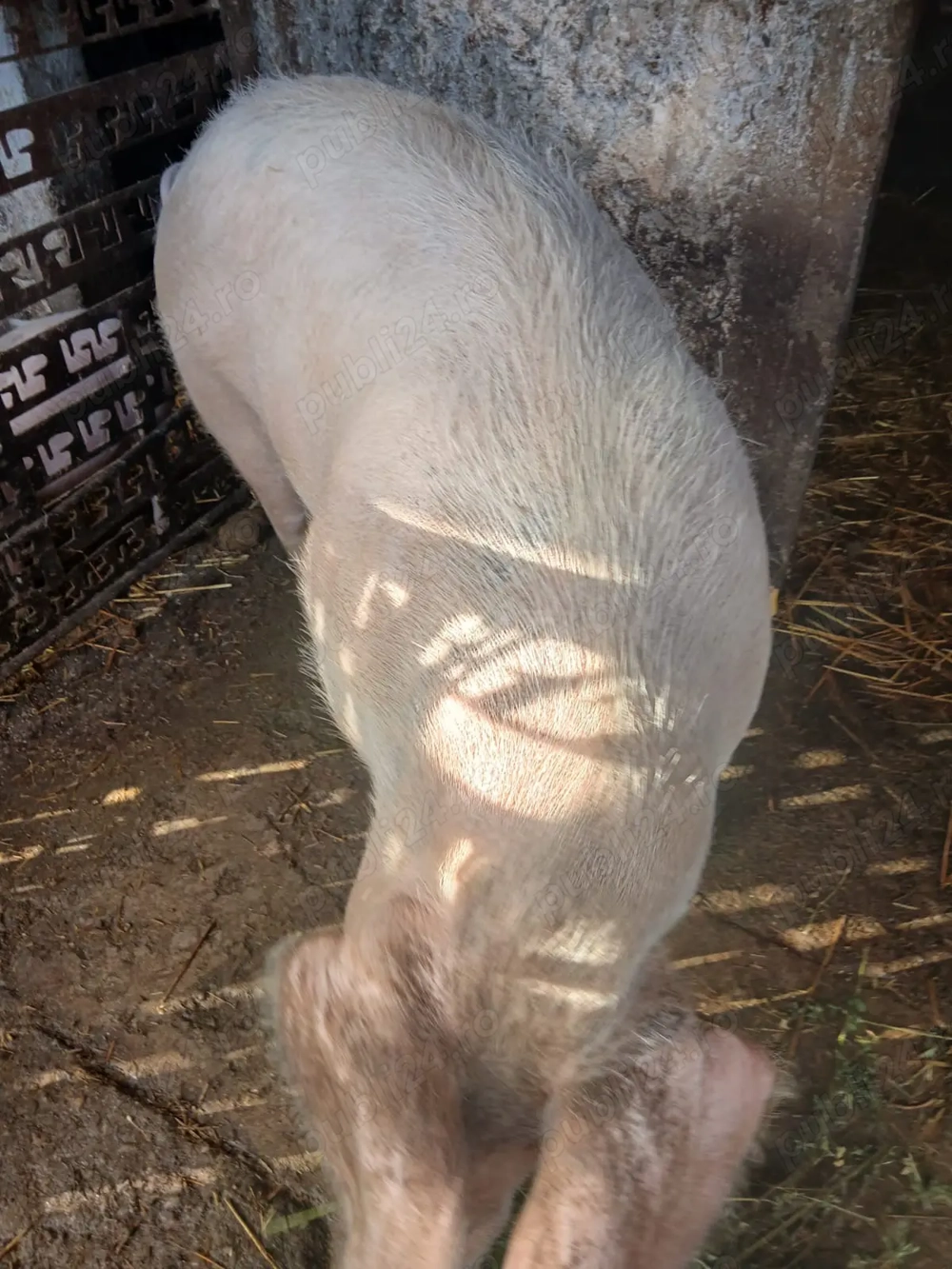 Vand Porc 190   200kg