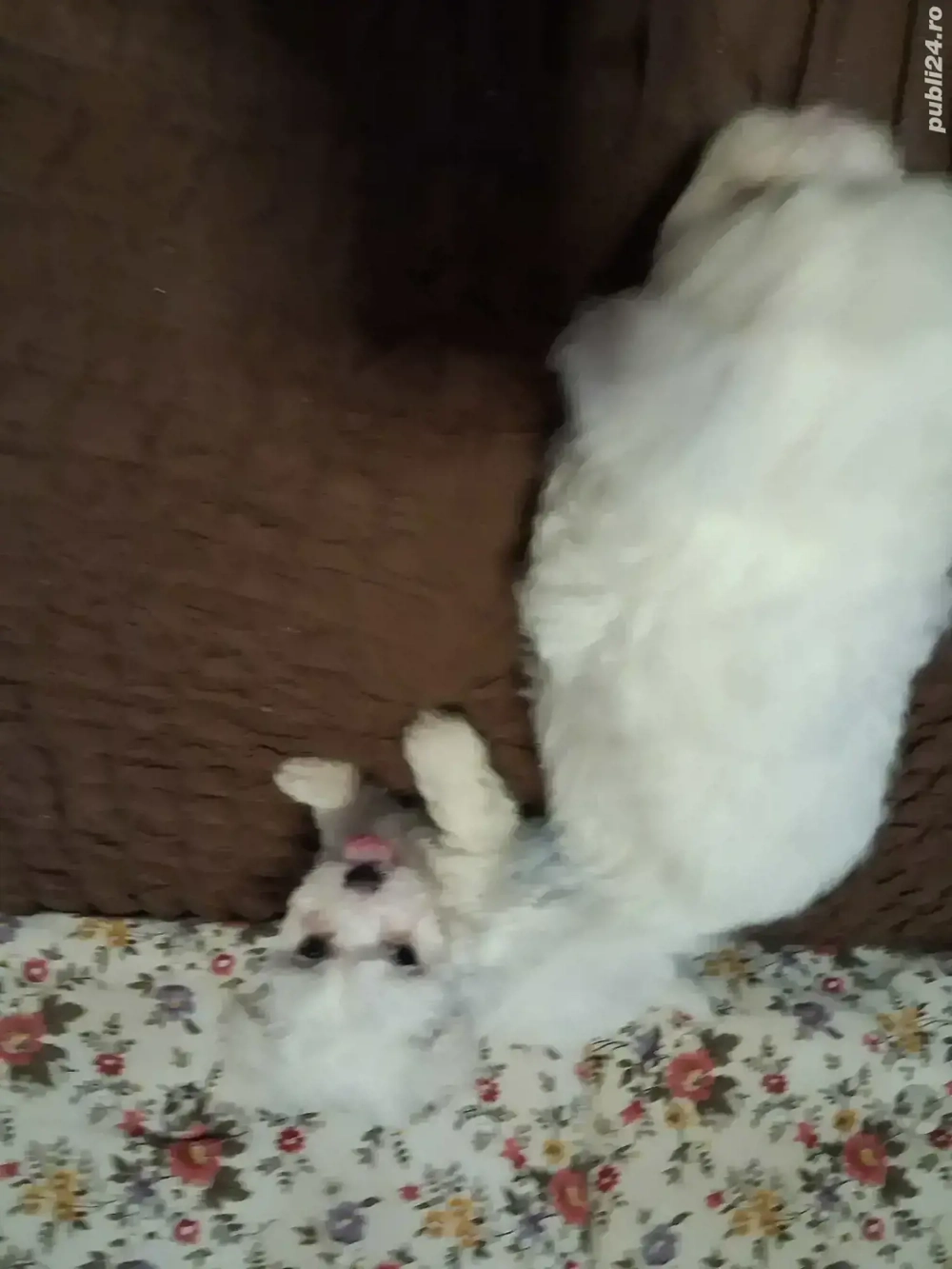 vand catei bishoni maltezi